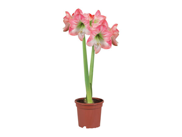 Twin Stem Amaryllis