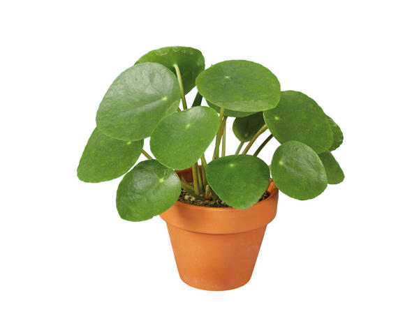 Pilea Pfannkuchenpflanze in Keramiktopf