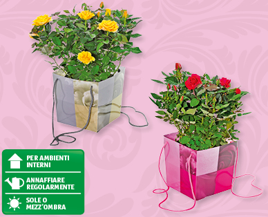 Rose in confezione regalo