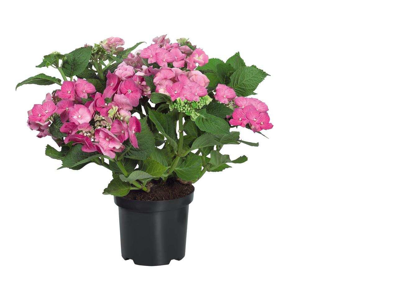 Tuinhortensia