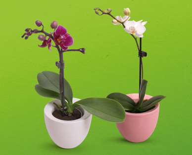 Mini-Orchidee
