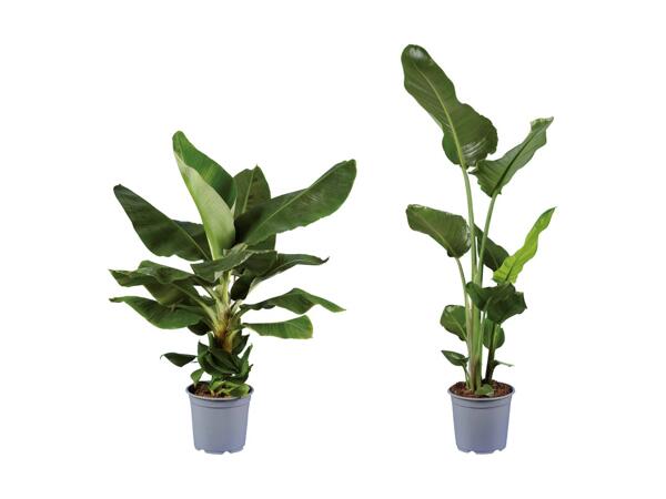 Bananpalme eller paradisfugl