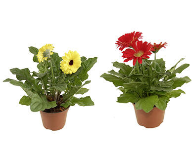 GARDENLINE Gerbera Mix