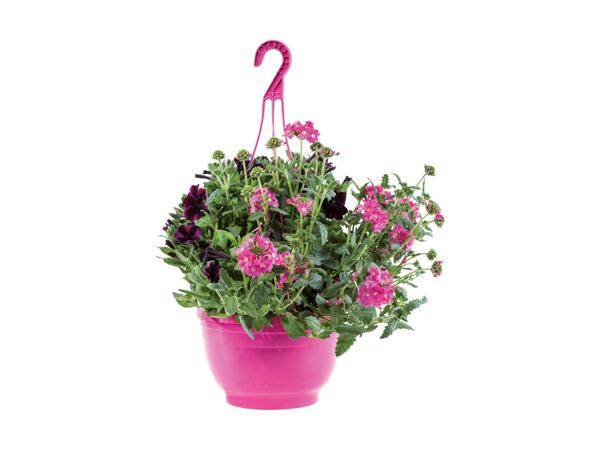 Ampel med blandede planter