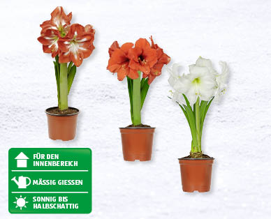 Amaryllis