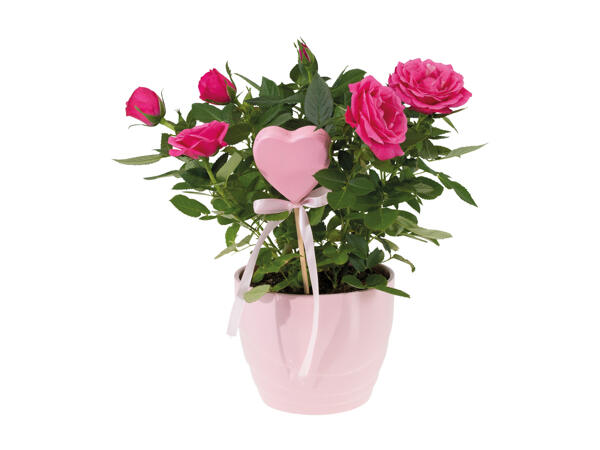 Roses or Kalanchoe