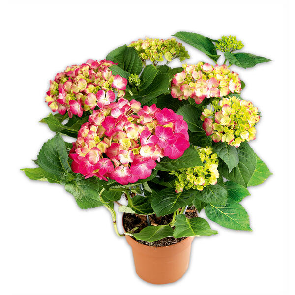 Premium Hortensie