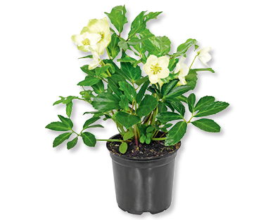 Rose de Noël dans un pot de culture de 12 cm