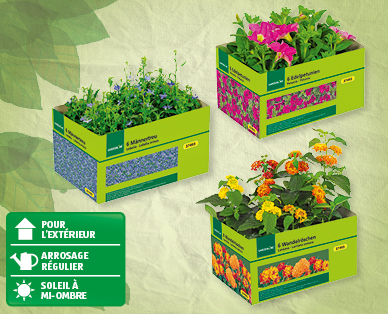 Plantes de balcon/de jardinière GARDENLINE(R)