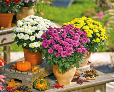 Chrysantheme multiflora