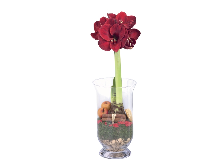 Amaryllis in Glass Vase