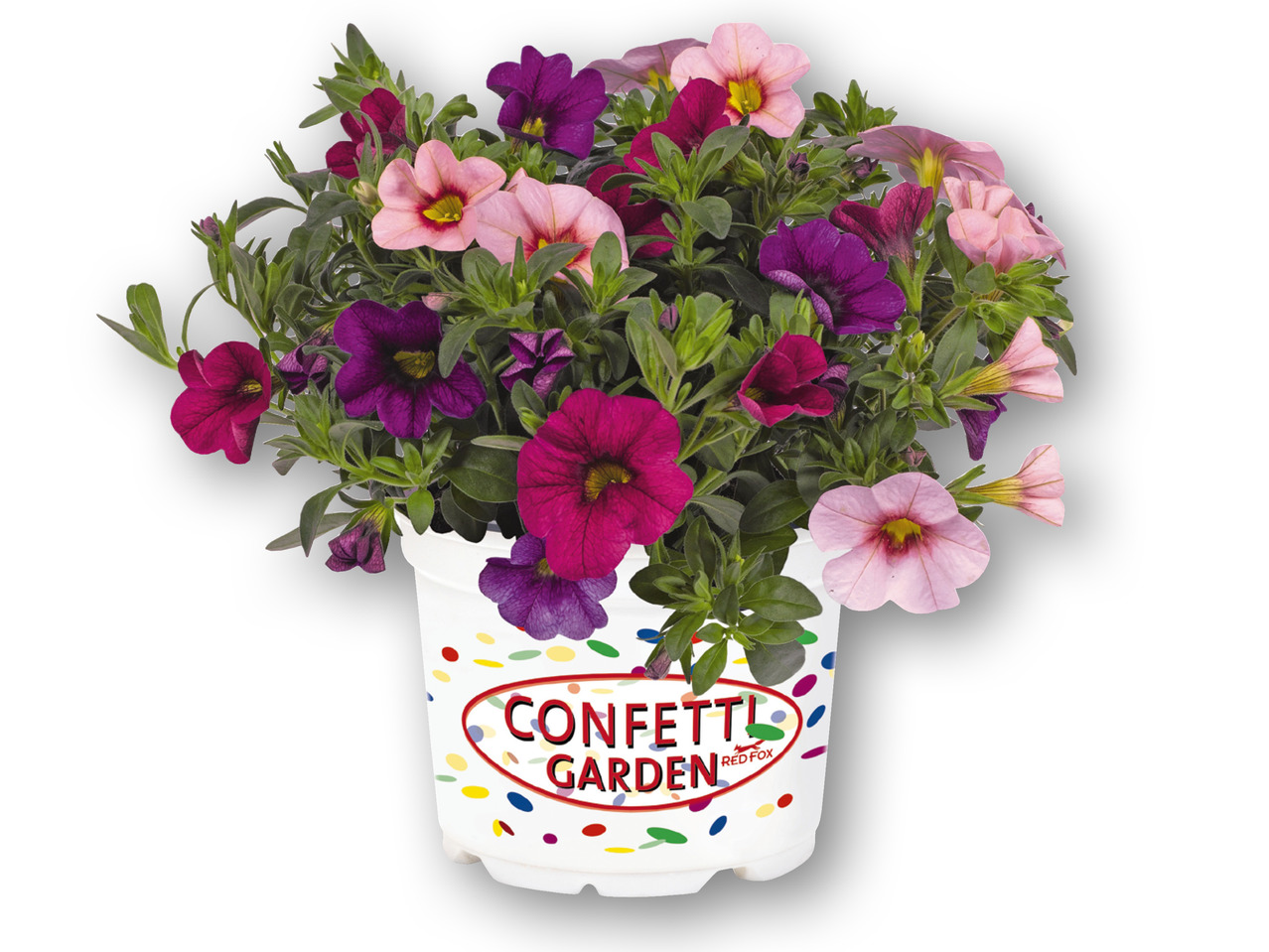 Calibrachoa