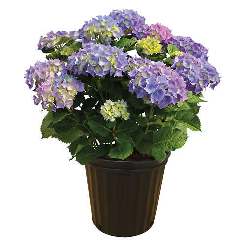 Potted Spring Hydrangea