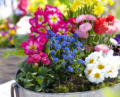 Bunter Frühling