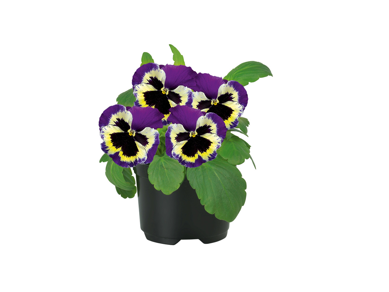 Pansies1