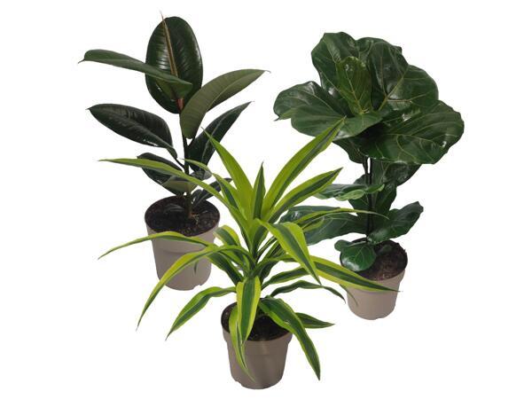 Green plants