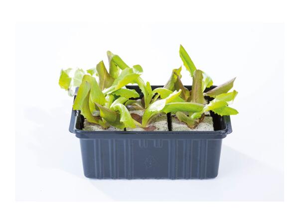 British Young Vegetable Plants