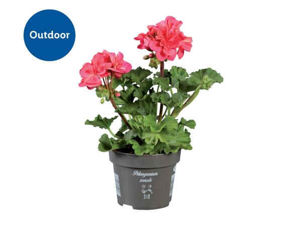 Standing Geranium