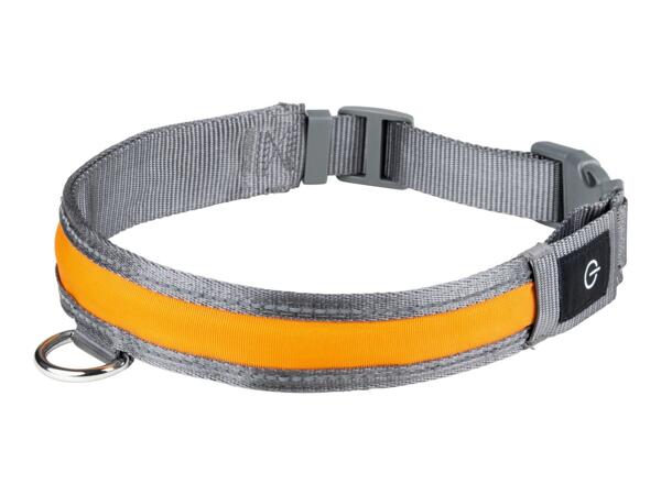 Zoofari LED Light-Up Band Dog Collar