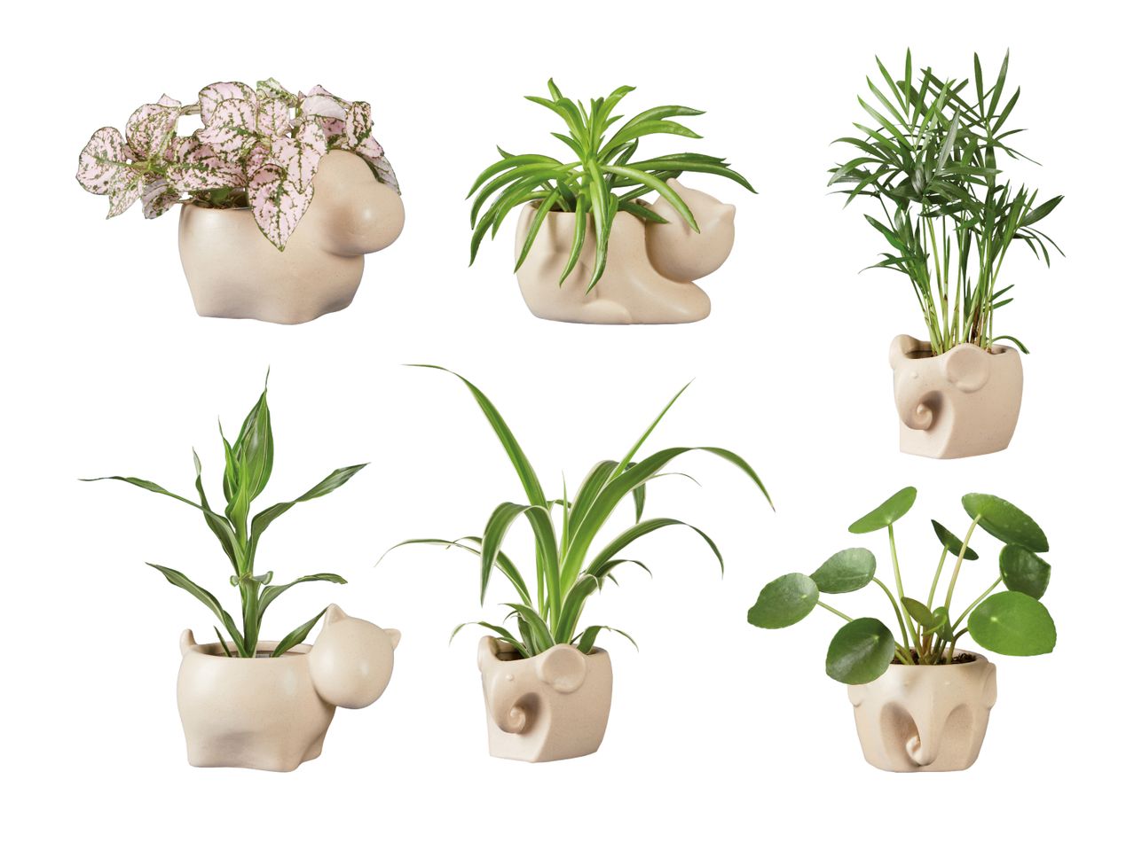 Plantes vertes dans un pot en céramique "Animal"