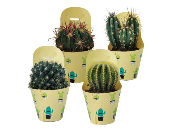 Cactus mix