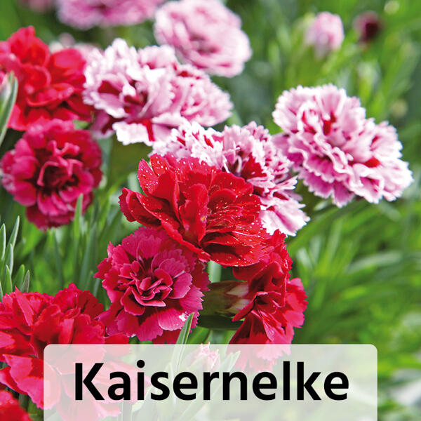 Verbene / Calibrachoa / Kaisernelke