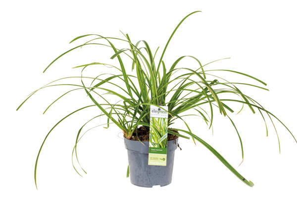Ornamental Grass