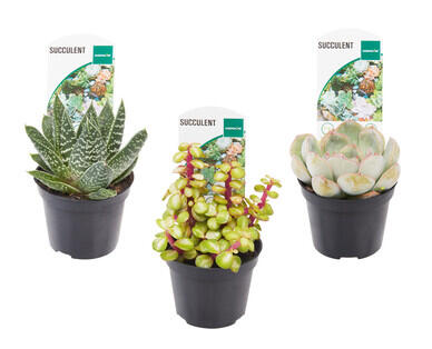 Succulents 65mm