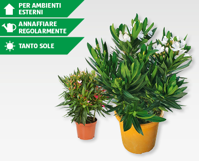 Oleandro GARDENLINE(R)