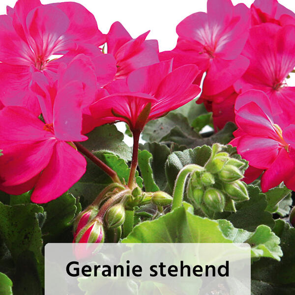 Geranien / Fuchsien
