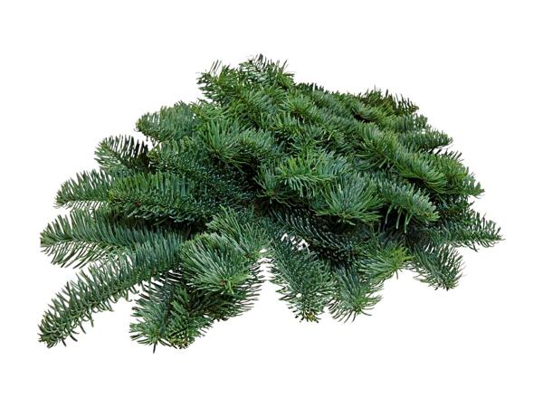 Nobilis bundt