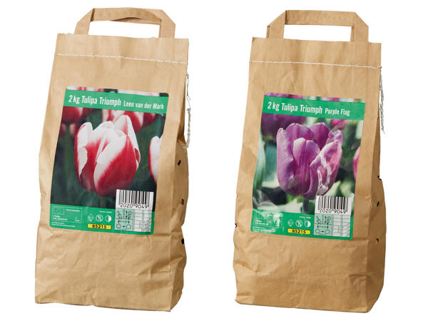 Tulpenzwiebeln