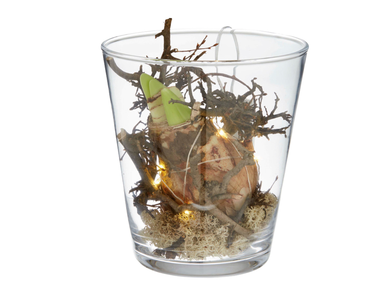 AMARYLLIS I GLASKRUKA MED BELYSNING