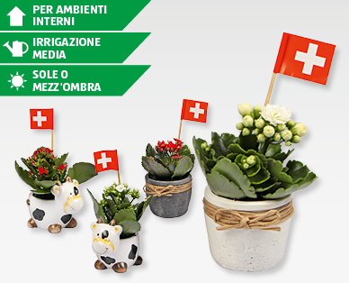 Kalanchoe in vaso mucca/in cemento