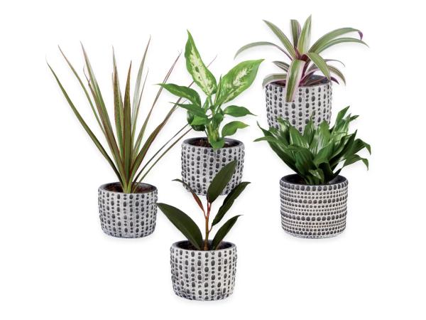 Green plants