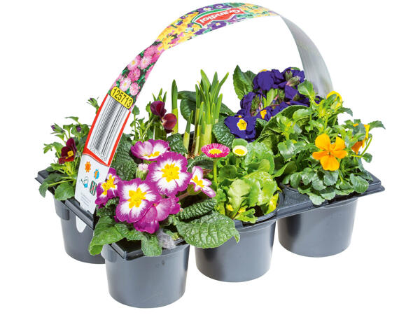 Frühlingsmix im 6er-Tray
