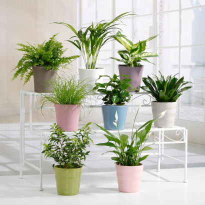 Eksotiske planter