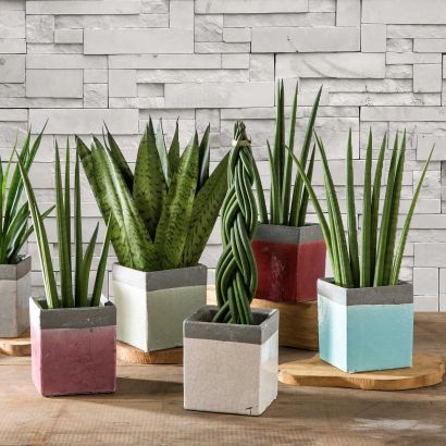 Sanseveria