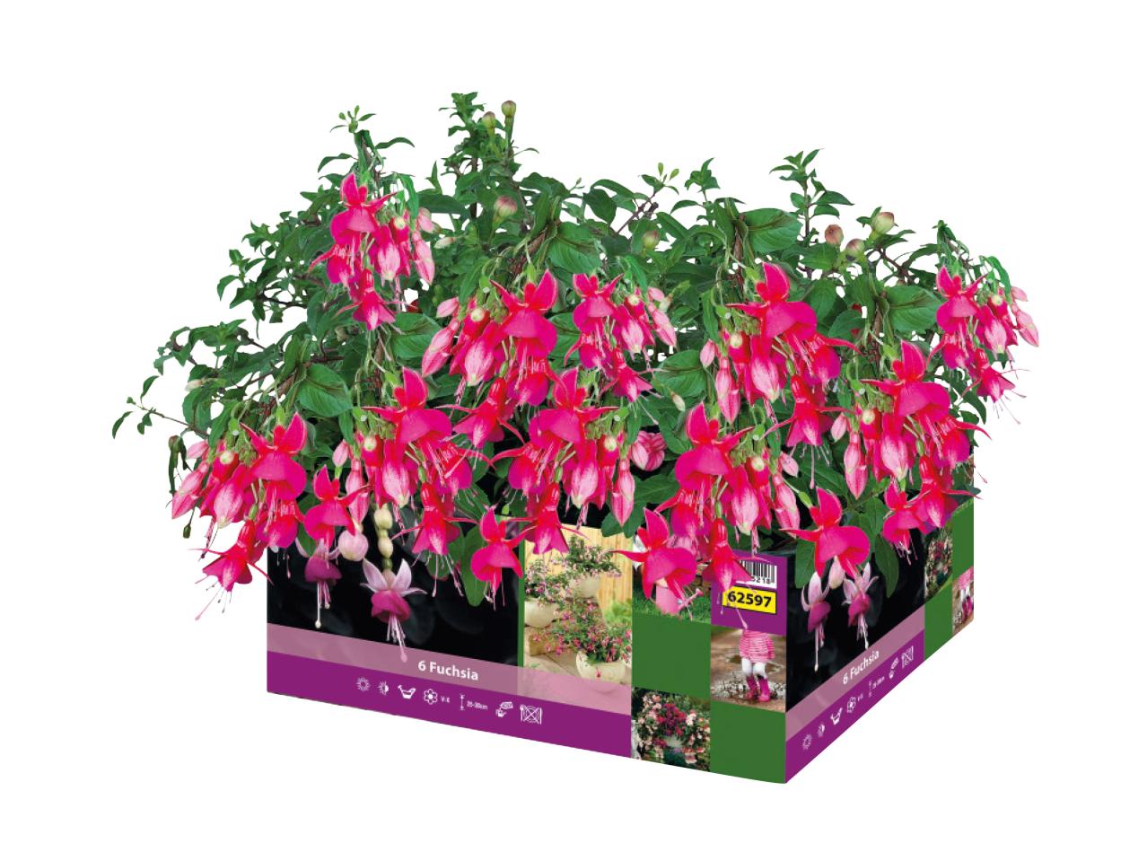 Fuchsia - Available from 21st May1