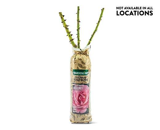 Gardenline Premium Rose Bush Assorted Varieties