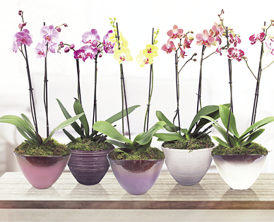 Coupe avec orchidée