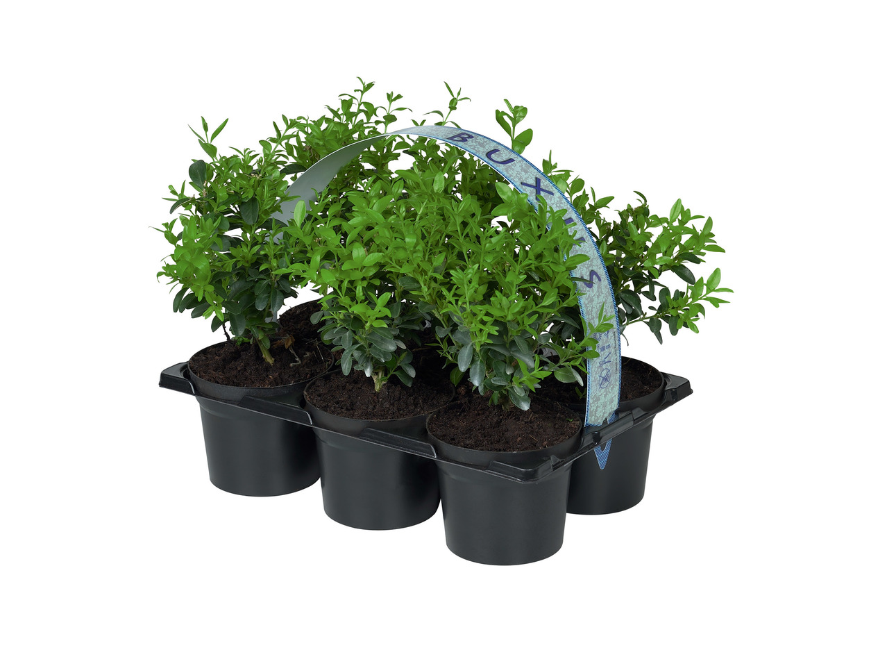 Buxus1