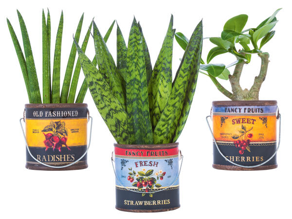 Easy Care Pflanze in Foodbucket