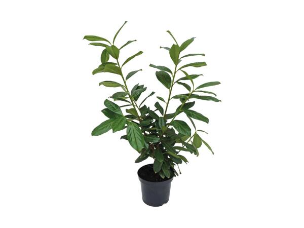 Kirsebærlaurbærplante
