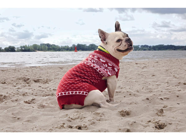 Dog Jumper