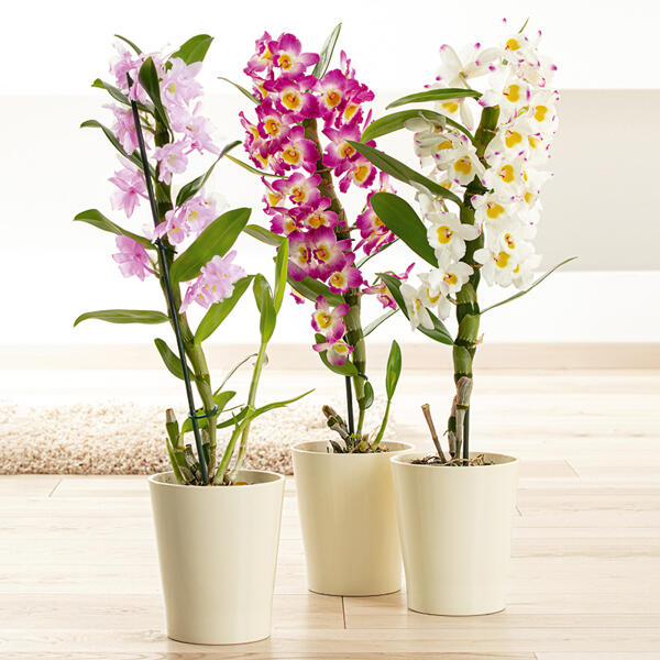Dendrobium nobile