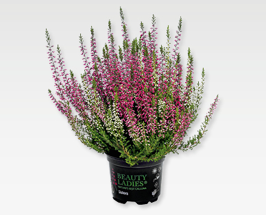 Calluna vulgaris "Beauty Sisters" GARDENLINE(R)