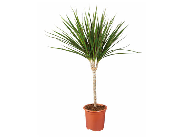 Green Houseplants