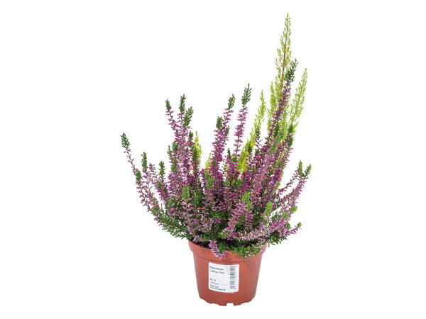 Bicolour Heather