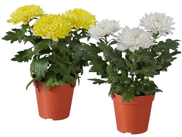 Chrysantheme Zembla